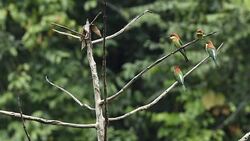 The life of Birds Stock Footage