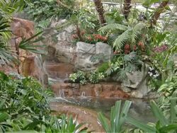 Tropical Garden Stock Footage