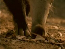 BCU Aardvark's (Orycteropus afer) nose quivering/sniffing, zoom out to face Stock Footage