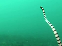 Colubrine sea krait (Laticauda colubrina) free swimming, Kungkungan Bay Resort, Lembeh Strait, Sulawesi, Indonesia Stock Footage