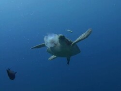 Turtle Stock Footage