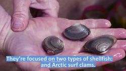 ENGINEERING INNOVATIONS TO BOOST SHELLFISH AQUACULTURE Instructional Video