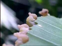Caterpillar, MS line of pinkish caterpillars eating edge of leaf away, camera follows line, Panama Stock Footage