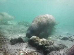 Manatees at Christal River Stock Footage