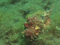 Spiny devilfish, in algae 'walking', Indonesia  Stock Footage