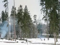 logging Stock Footage