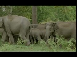 Asian Elephants (Elephas maximus) herd walk through Bandipur Forest, India Stock Footage