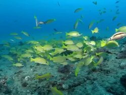 School of snapper fish feeding on sea floor covering with sponge and swaying seaweed / Matola, Maputo, Mozambique Stock Footage