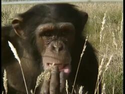 CU Chimpanzee pulling bottom lip down Stock Footage