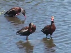 Three Ducks Preening Stock Footage