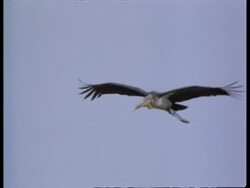 MS Stork in flight, India Stock Footage