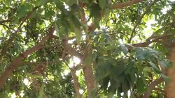 VDO Panning Shot Green leaf and branch in garden format HD. Stock Footage