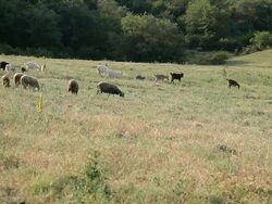 Goats and sheeps grazing on a meadow Stock Footage