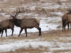 MS PAN Shot of large bull elk walking through herd of bulls at dusk in blizzard / Estes Park, Colorado, United States Stock Footage