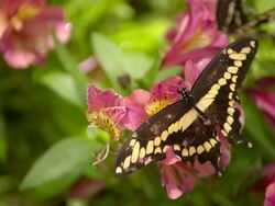 CU SLO MO Shot of Swallowtail butterfly flying away from pink flower / Santa Barbara, California, United States Stock Footage