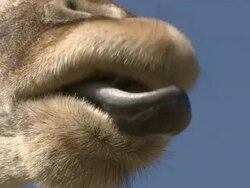 Extreme Close Up hand-held - A giraffe extends its tongue / South Africa Stock Footage