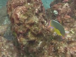Coral Fish Stock Footage