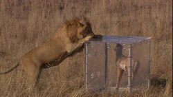 A lion investigates a decoy that stands inside a predator shield. Stock Footage