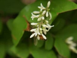 busy bee Stock Footage