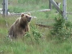 Brown bear Stock Footage