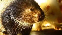 porcupine Stock Footage