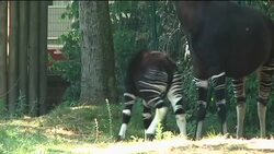 Baby okapi shown to the public for first time at Frankfurt zoo News Clip