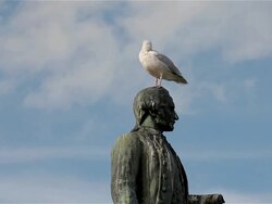 HERRING GULL AND CAPTAIN COOK STATUE Stock Footage