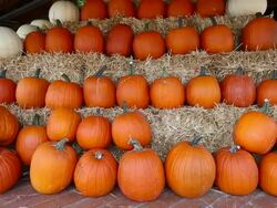 Farmer's Market Halloween Thanksgiving Stock Footage