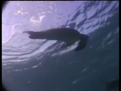 MS tracking pair of Green turtles during courtship, Female reluctant, male determined, Borneo Stock Footage