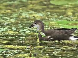 CU TS Common Moorhen or European Moorhen roaming and looking for food in pond / Vieux Pont, Normandy, France Stock Footage