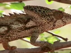  MS CU PAN Body of chameleon from head to tail / Tokyo, Japan Stock Footage