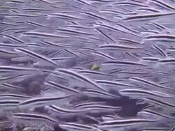 Pygmy Striped Catfish Stock Footage