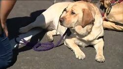 Therapy Dogs Help Vegas Victims Heal Instructional Video