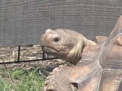 Large turtle 11 - HD 30F Stock Footage