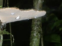 Bracket fungus releasing spores at night Stock Footage