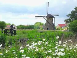 MS Shot of windmills near Leidschendam / South Holland, Netherlands Stock Footage