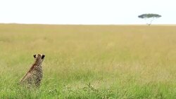 Mother Cheetah and its baby Stock Footage