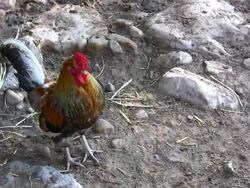 Rooster Stock Footage