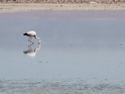 MS Shot of pinkish flamingo feeding in river / Road from San Pedro de Atacama to Laguna Miscanti, Atacama desert, Chile Stock Footage
