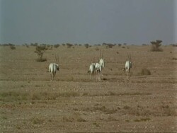 WA Arabian Oryx, Oryx leucoryx, adults and calf walking away from camera, Jiddat al Harasis desert, Oman Stock Footage