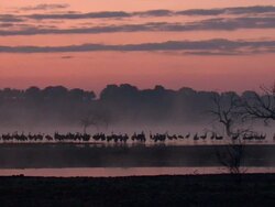 European Cranes (Grus grus) silhouetted beneath orange sky, North East Extremadura in Dehesa. Stock Footage