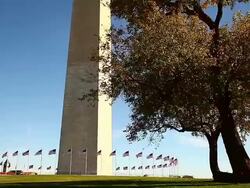 Tilt shot of Washington Monument and a big tree in Washington DC Stock Footage