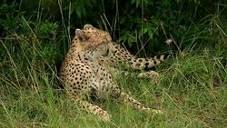Cheetah Stock Footage