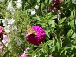 Noravank monastery, butterfly and flowers in the entrace of the complex Stock Footage