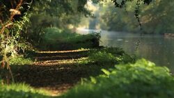 Under A Shady Tree Along The Llangollen Canal Stock Footage