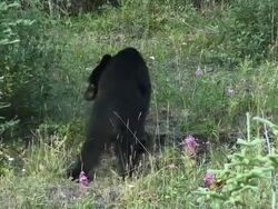 HD: Canadian Black Bear Stock Footage