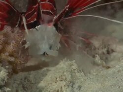 Lion fish predation grabs small blue fish holds in mouth before swallowing, Egypt, Red Sea  Stock Footage