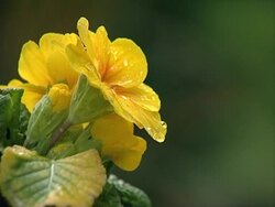 Violet yellow Stock Footage