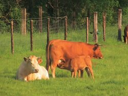 NTSC:Cattle Stock Footage
