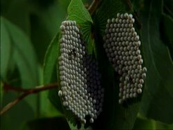 MCU Ant crawling across caterpillar eggs, Botswana Stock Footage